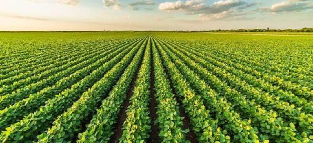 Agriculture